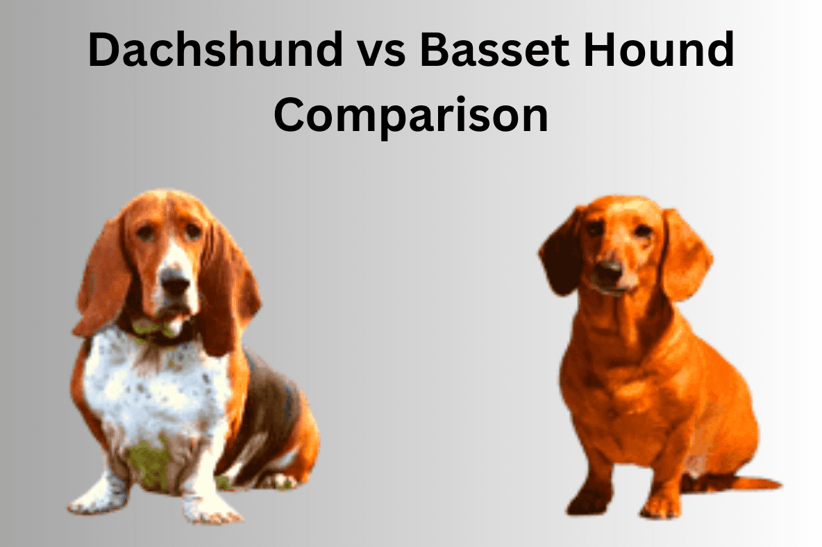 Dachshund vs Basset Hound Comparison