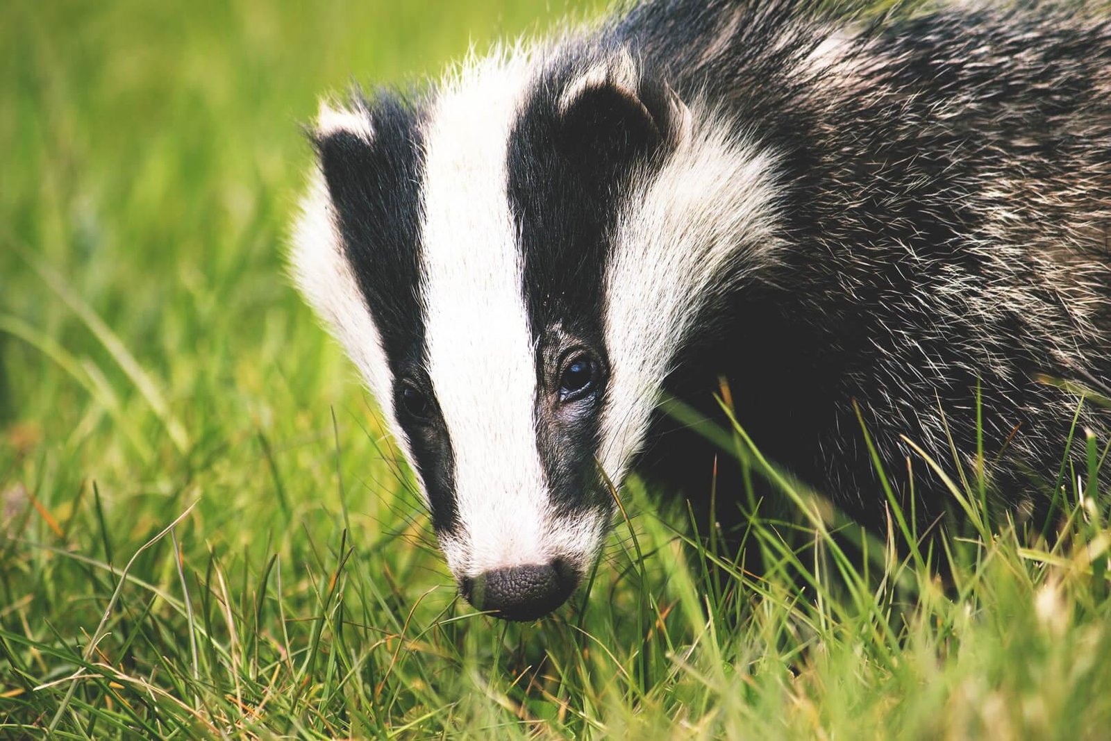 badger vertebrate terrestrial animal grass wildlife snout 1608402 pxhere.com 1