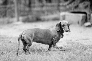 dachshunds chase badgers