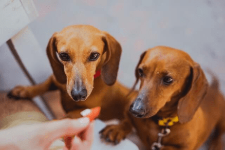 dachshund not to eat