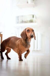 dachshund health problem with long body