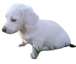 White Dachshunds.