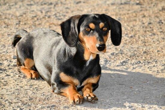 Are dachshunds intelligent