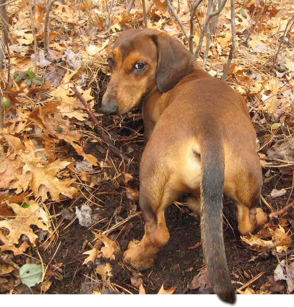 Dachshunds Digging