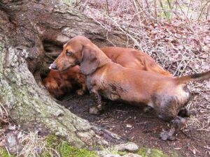 Digging dachshunds