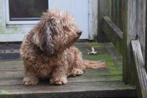 Wheaten Dachshund.