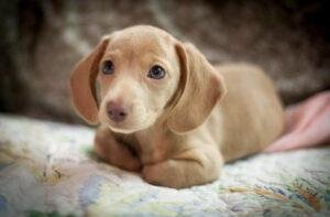 Cream Dachshund.