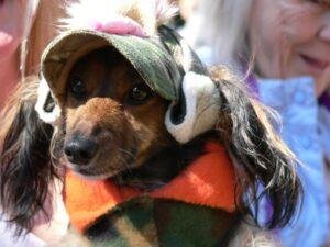 long hair dachshund festival