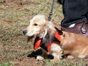 Wiener Dog Days in Detroit