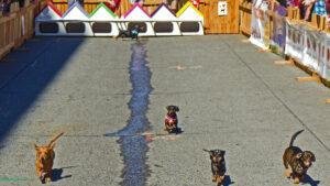 wiener dog race