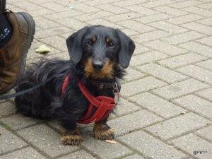 Dachshund Festival Springfield