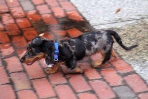 What is a silver dapple Dachshund?