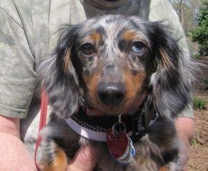 silver dapple Dachshund blue eyes