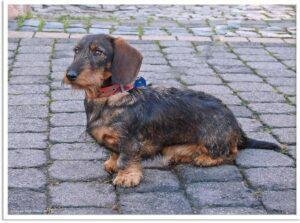 silver dapple Dachshund?