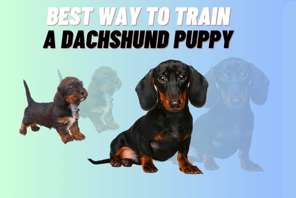 Best Way To Train a Dachshund Puppy