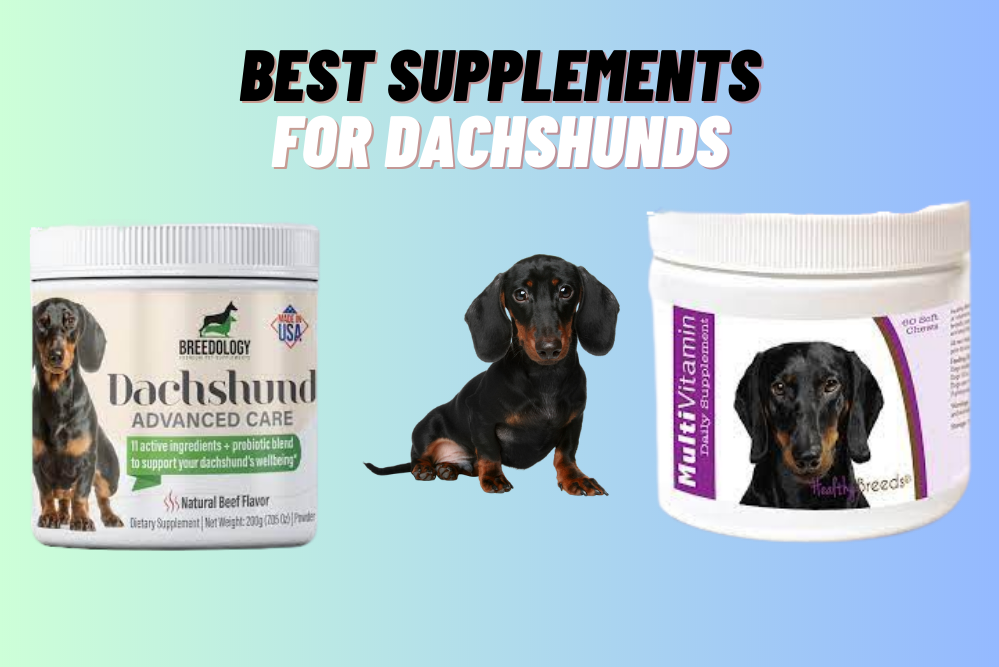 Best Supplements For Dachshunds