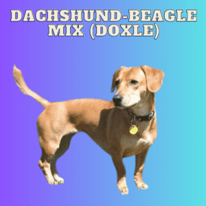 Dachshund-Beagle Mix (Doxle)