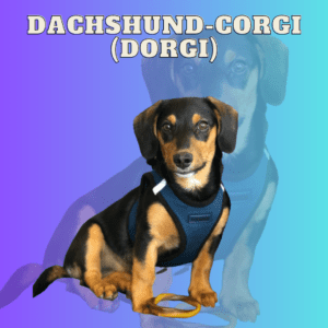 Dachshund-Corgi (Dorgi)