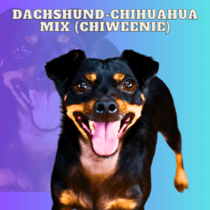 Dachshund-Chihuahua Mix (Chiweenie)