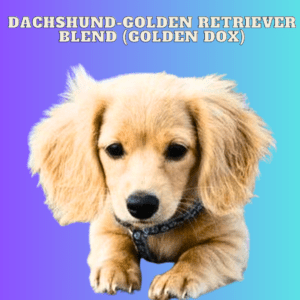 Dachshund-Golden Retriever blend (Golden Dox)