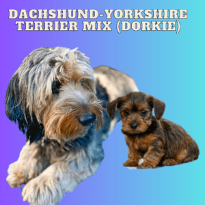 Dachshund-Yorkshire Terrier Mix (Dorkie)