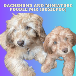 Dachshund and Miniature Poodle mix (Doxiepoo)