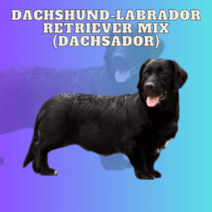 Dachshund-Labrador Retriever Mix (Dachsador)