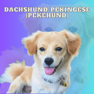 Dachshund-Pekingese (Pekehund)