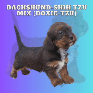 Dachshund-Shih Tzu Mix (Doxie-Tzu)