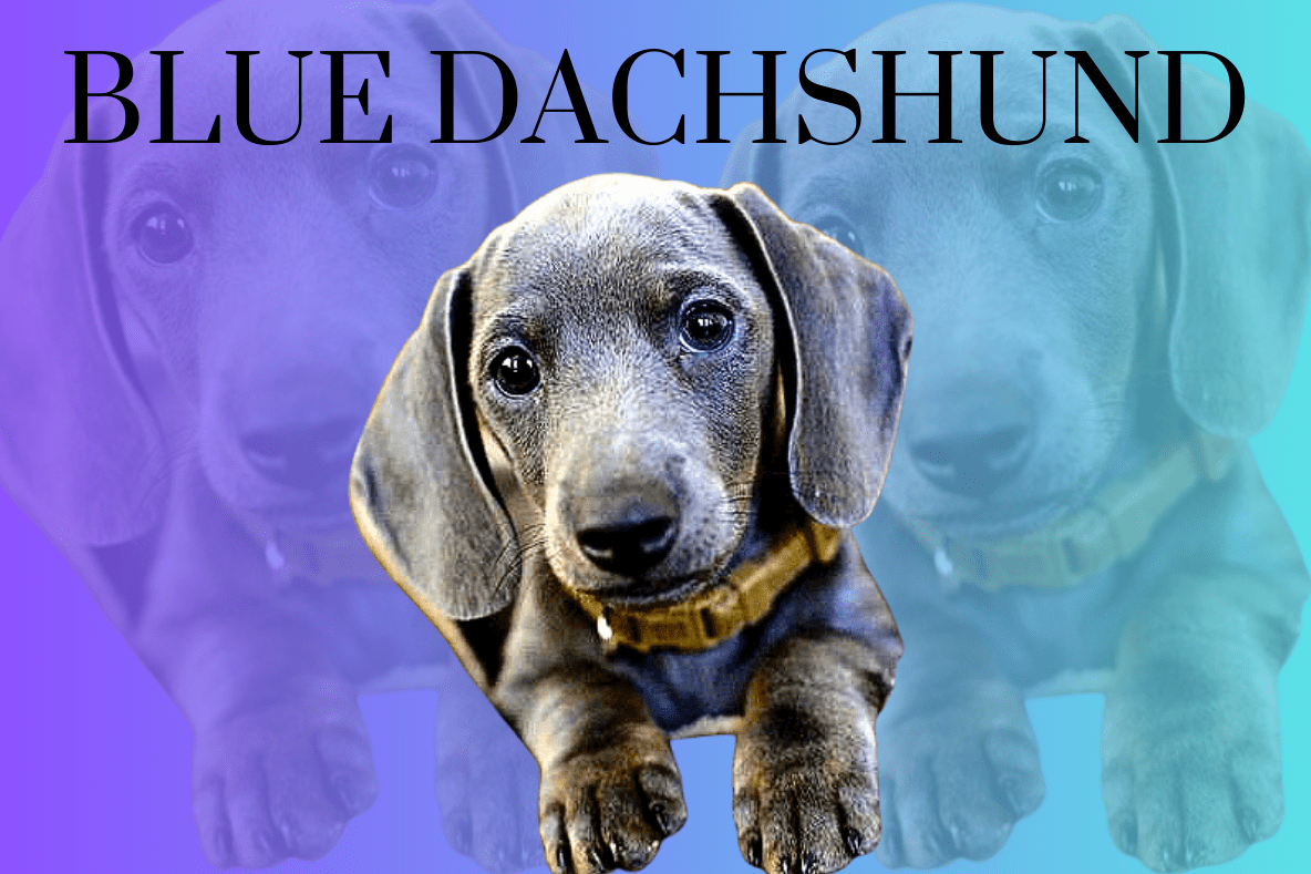 Blue dachshund 