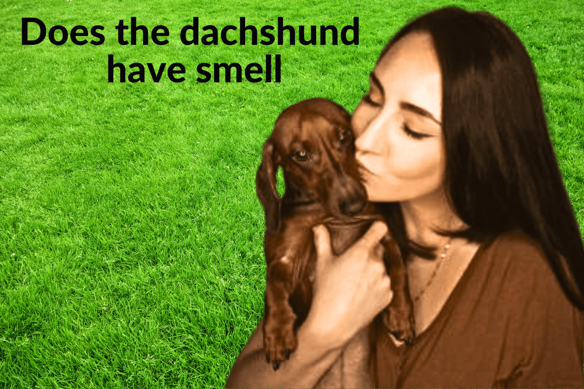 Does the dachshund have smell