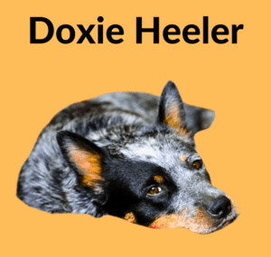 Doxie Heeler