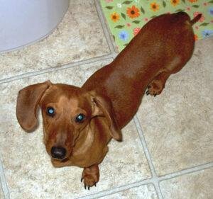 Red Dachshund.