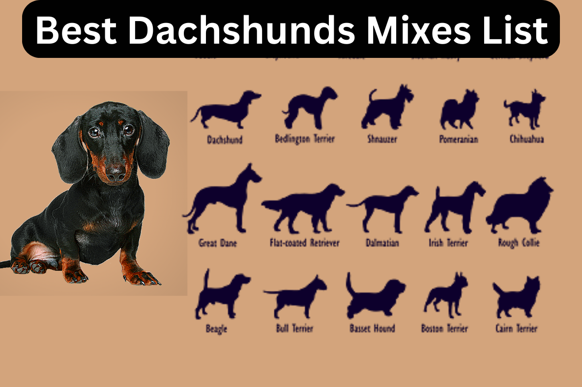 Best Dachshunds Mixes List