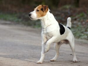 Dachshund-Jack Russell Terrier Mix (Jackshund)