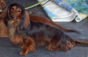 isabella Dachshunds Long-haired