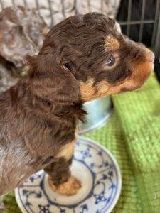 Chocolate and Tan Dachshund.