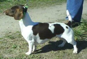 Piebald Dachshund.