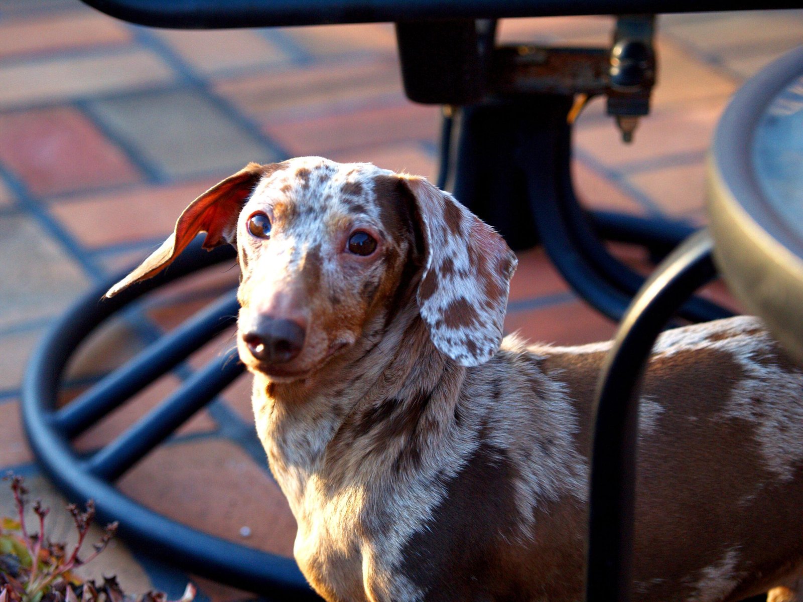 red dapple dachshund puppy