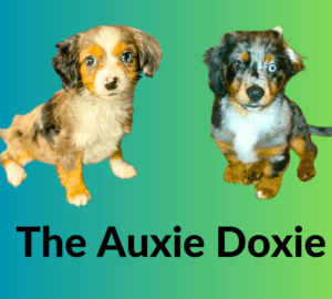 Dachshund Australian Shepherd Mix The Auxie Doxie