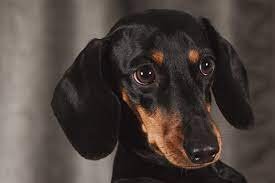 Black and Tan Dachshund.