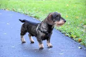 Blue and Cream Dachshund.