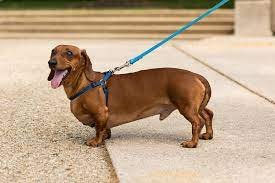 Expected Existence Of A Dachshund?