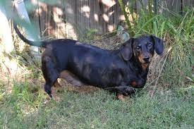 Dachshunds make good hunting dogs