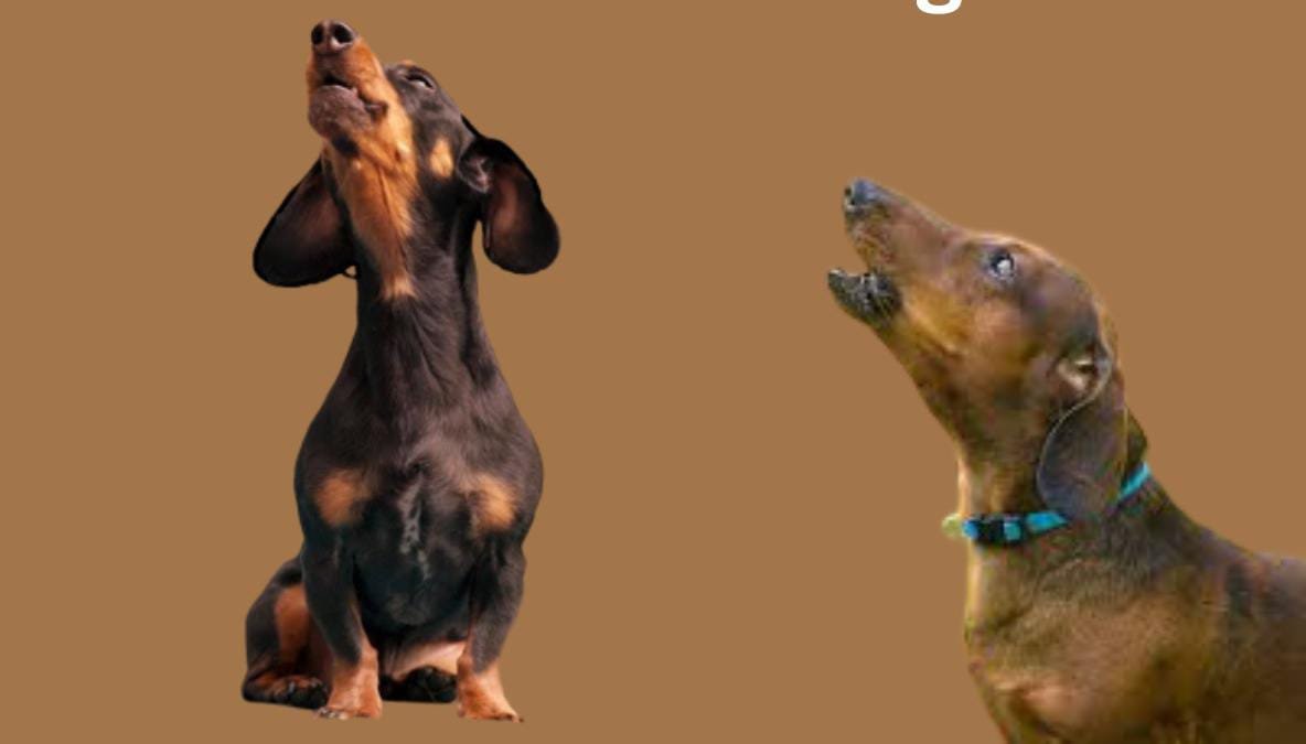 dachshunds barking sounds 