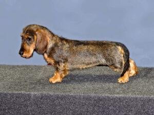 dachshund legs with long spine