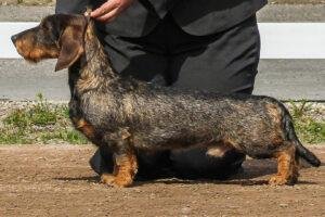 Isabella dachshund Wirehaired