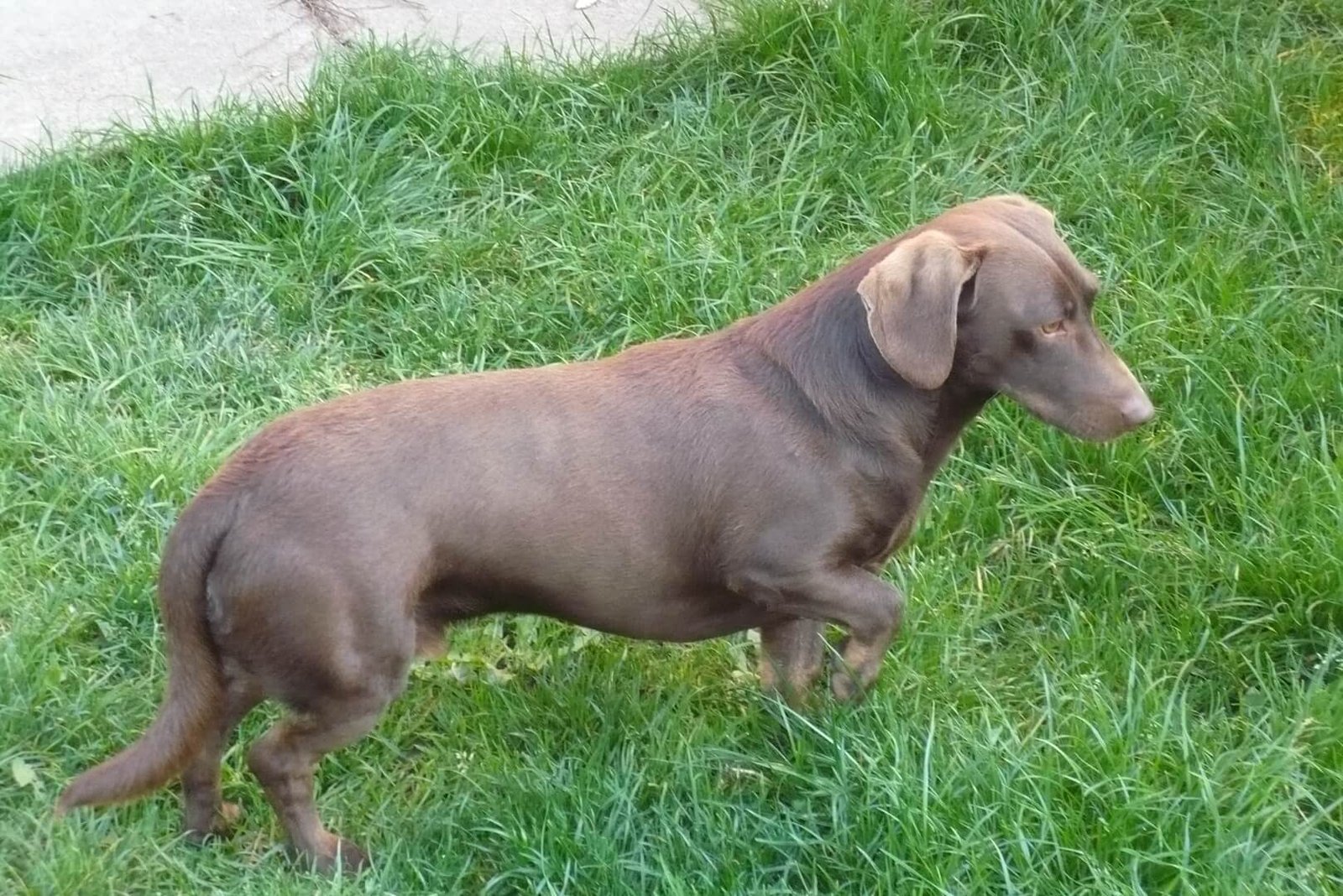 beautiful dachshund dachshund mix brown short haired smooth haired 1636608 pxhere.com 1