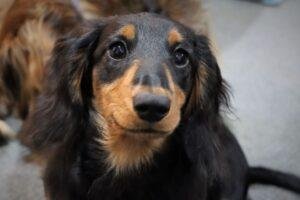 Dachshund x Cavalier King Charles Spaniel = Dashalier 