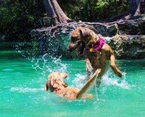 dock diving hard on dogs